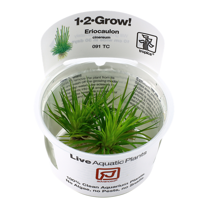 Eriocaulon cinereum Tissue Culture by Tropica in a Cup