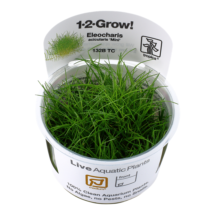 Eleocharis acicularis 'Mini' Tissue Culture by Tropica in a cup