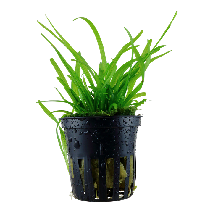 Sagittaria subulata Pot Plant by Tropica