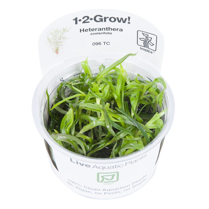 Heteranthera zosterifolia Tissue Culture by Tropica in a cup