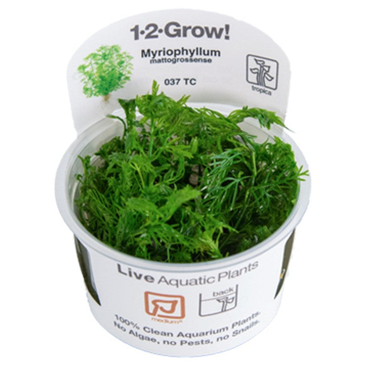 Myriophyllum mattogrossense aquarium live plants for sale 