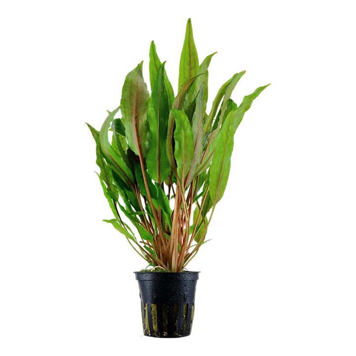 Cryptocoryne undulata 'Broad Leaves' Pot Plant by Tropica