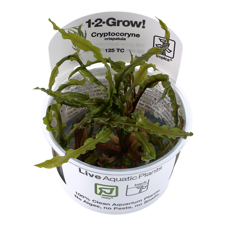 Cryptocoryne crispatula Tissue Culture by Tropica in a cup