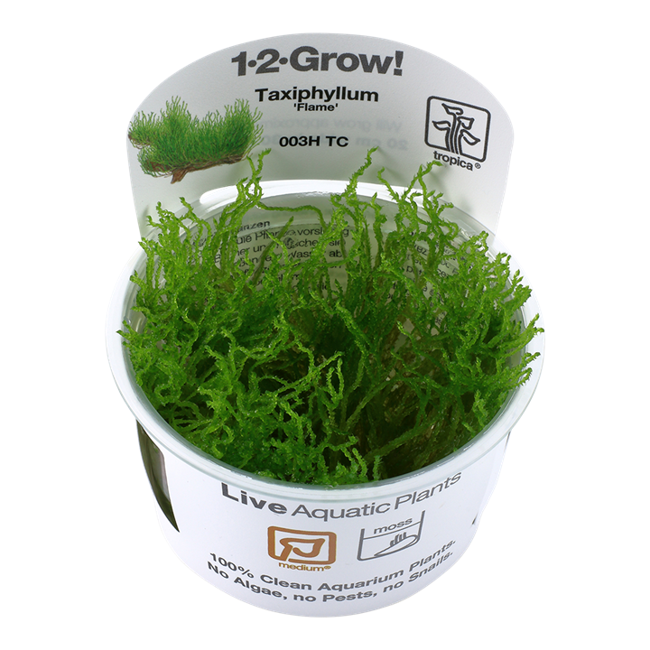 Taxiphyllum 'Flame' 003H TC Tissue Culture by Tropica