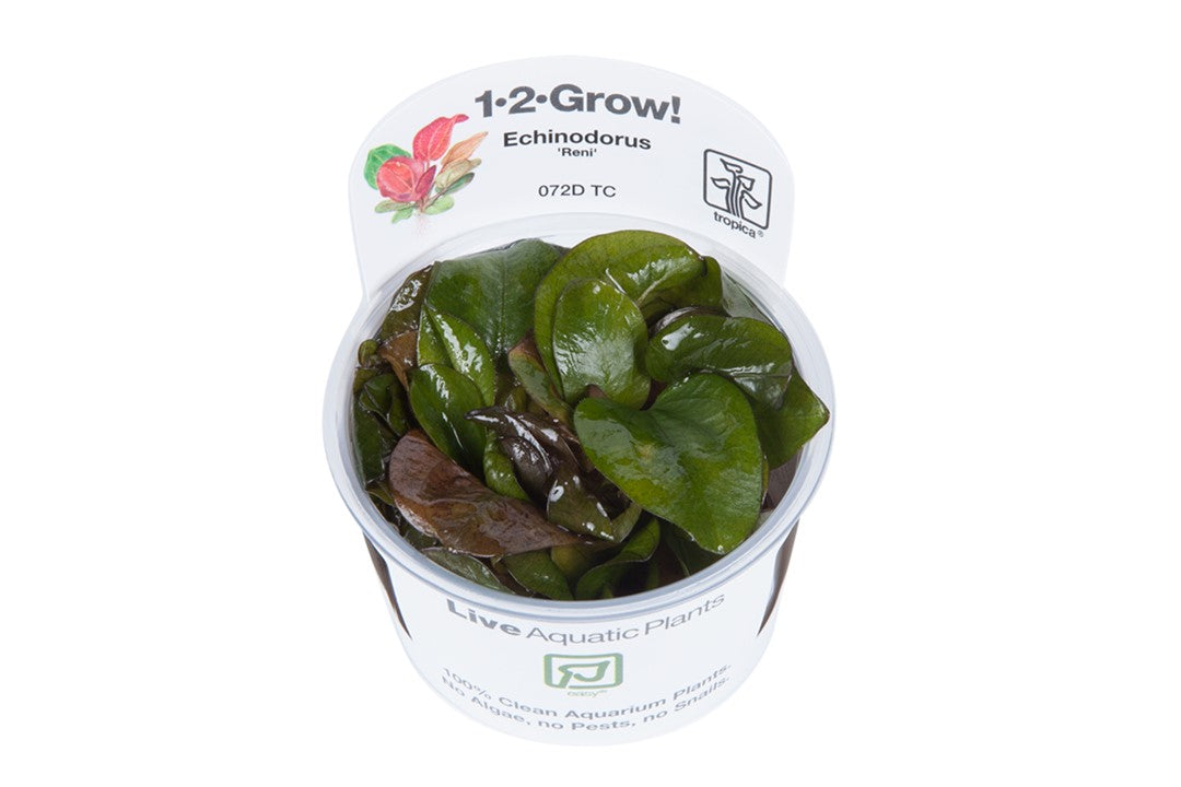 Echinodorus 'Reni' Tissue Culture by Tropica in a Cup