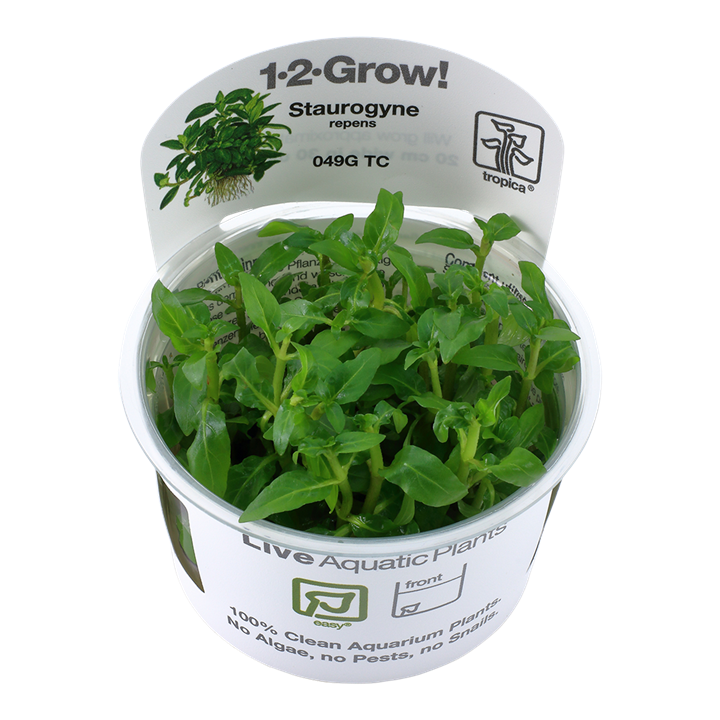Staurogyne repens 049G TC Tissue Culture by Tropica
