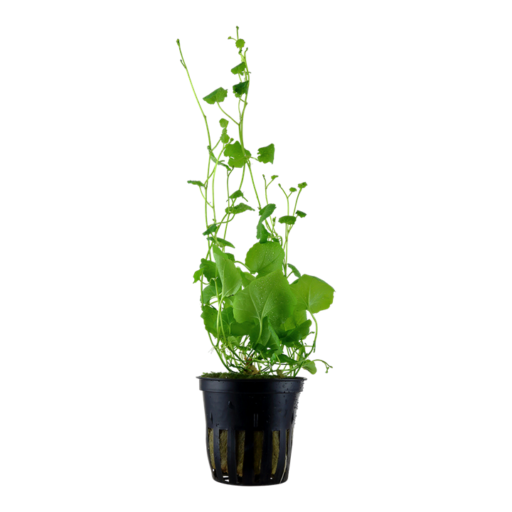 Cardamine lyrata Pot Plant by Tropica