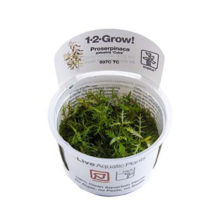 Proserpinaca palustris 'Cuba'  037C TC in a cup