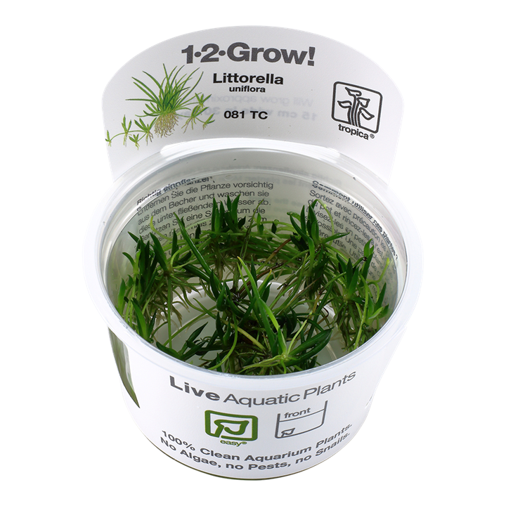 Littorella uniflora Tissue Culture by Tropica in a cup