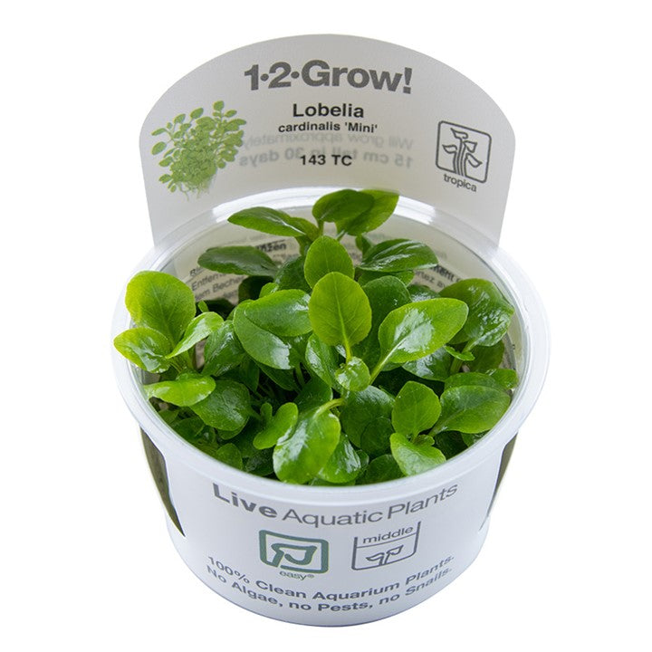 Lobelia cardinalis 'Mini' Tissue Culture by Tropica in a cup