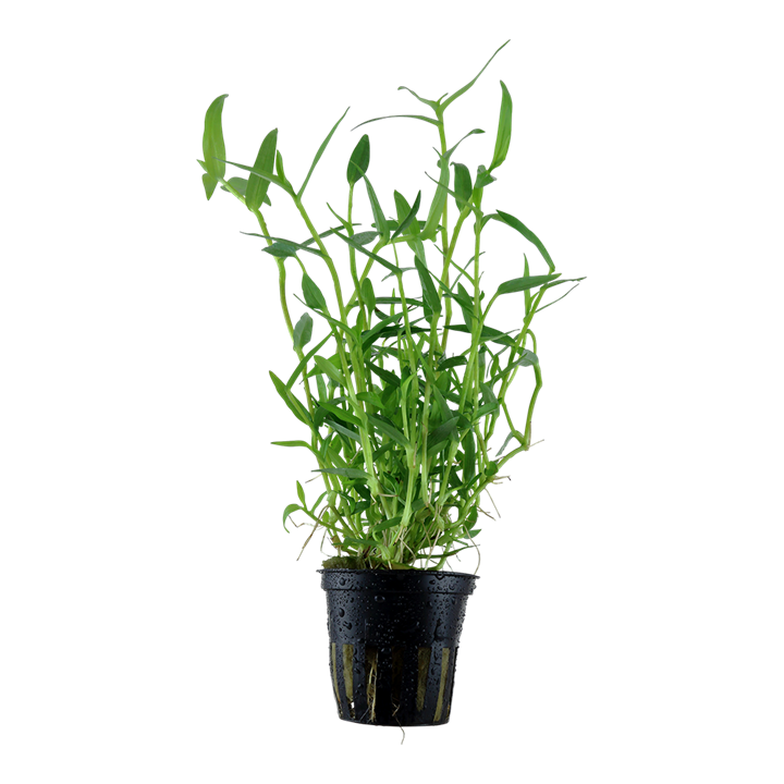 Murdannia Keisak plant aquariums in potted