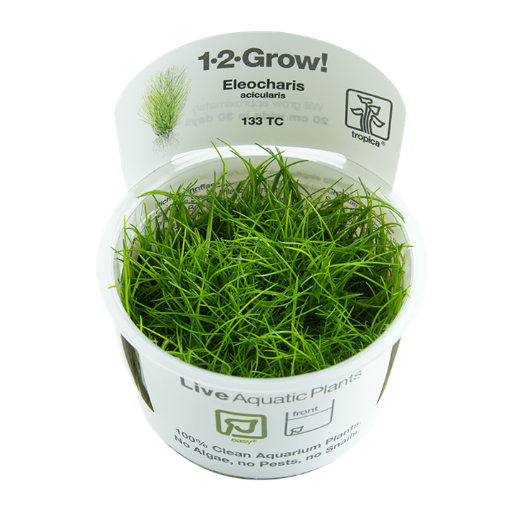 Eleocharis acicularis Tissue Culture by Tropica in a cup