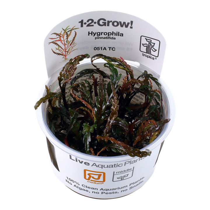 Hygrophila pinnatifida Tissue Culture by Tropica For Sale