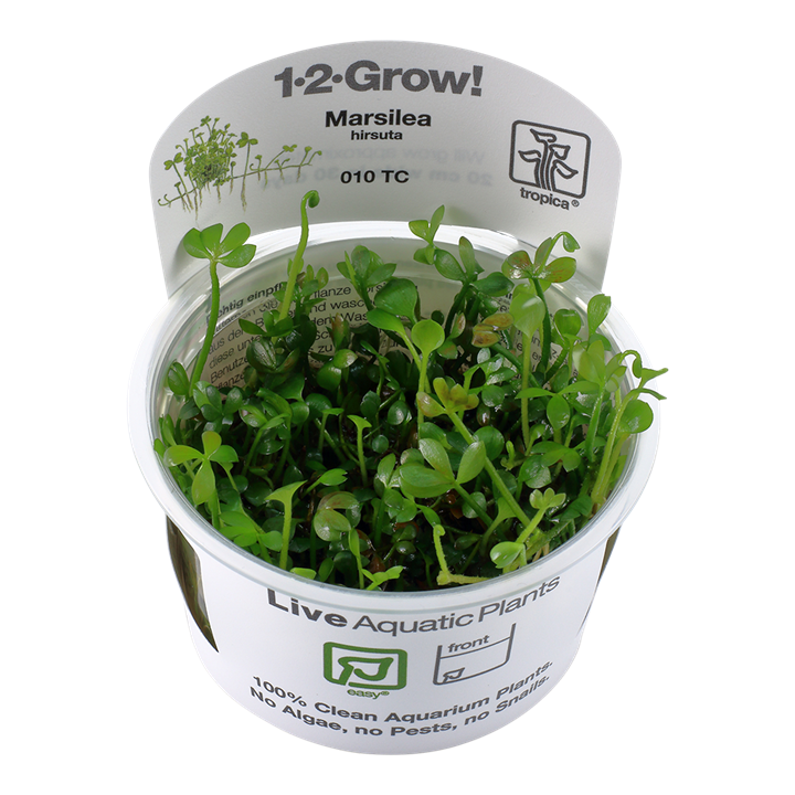 Marsilea hirsuta Tissue Culture by Tropica in a cup