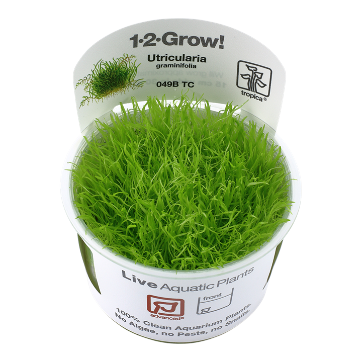 Utricularia graminifolia 049B TC Tissue Culture by Tropica