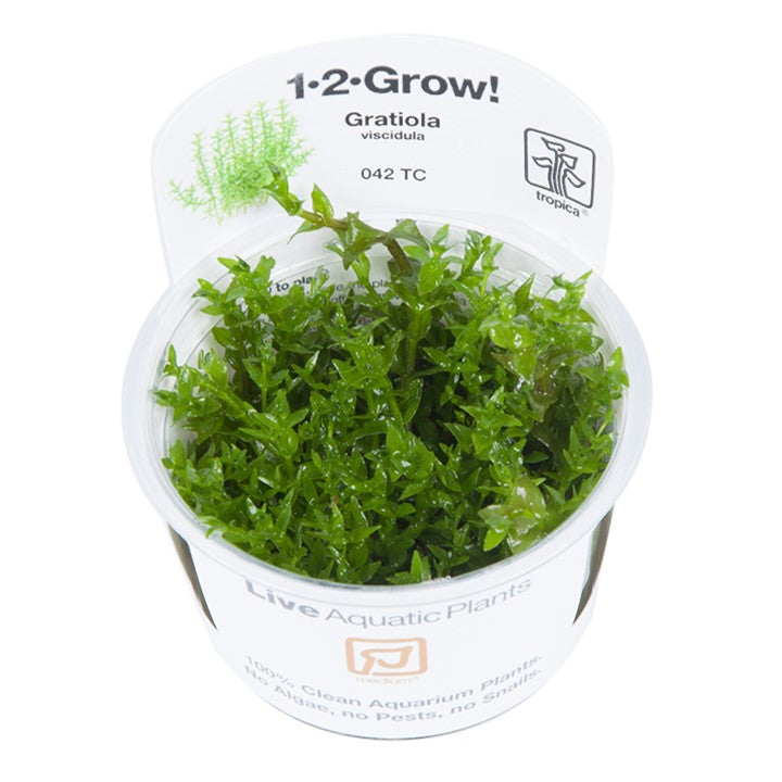 Gratiola viscidula Tissue Culture by Tropica in a Cup