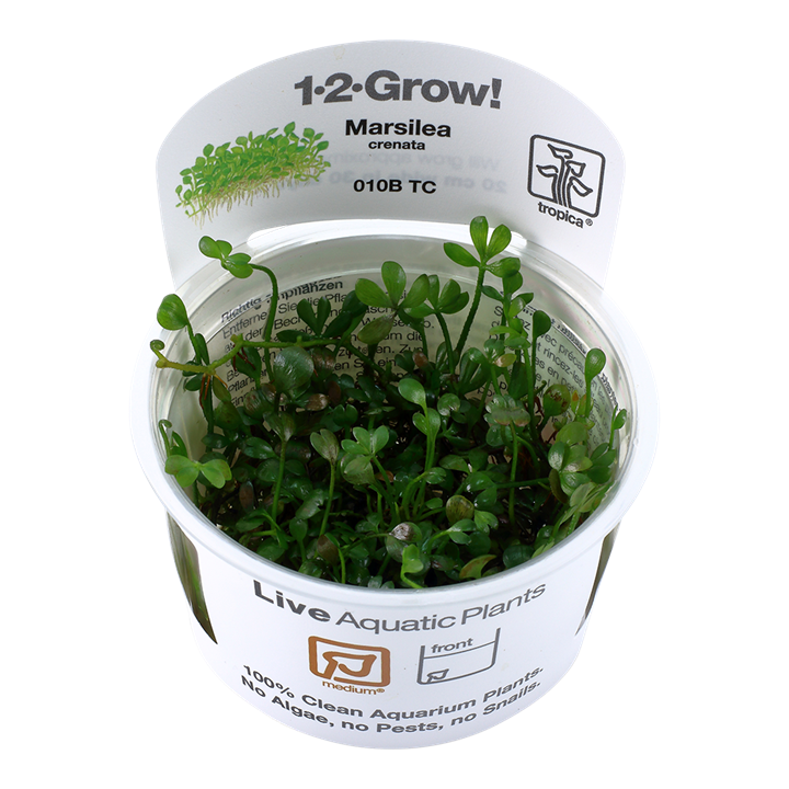 Marsilea crenata Tissue Culture by Tropica in a cup