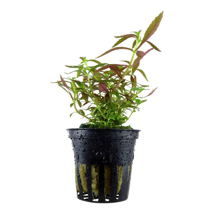 Limnophila hippuridoides Aquatic plant