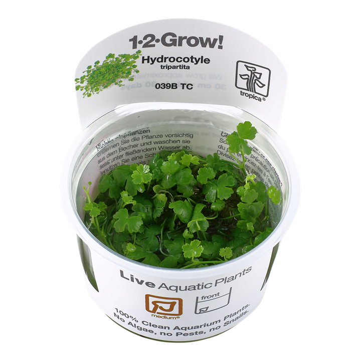 Hydrocotyle tripartita Tissue Culture by Tropica in a cup