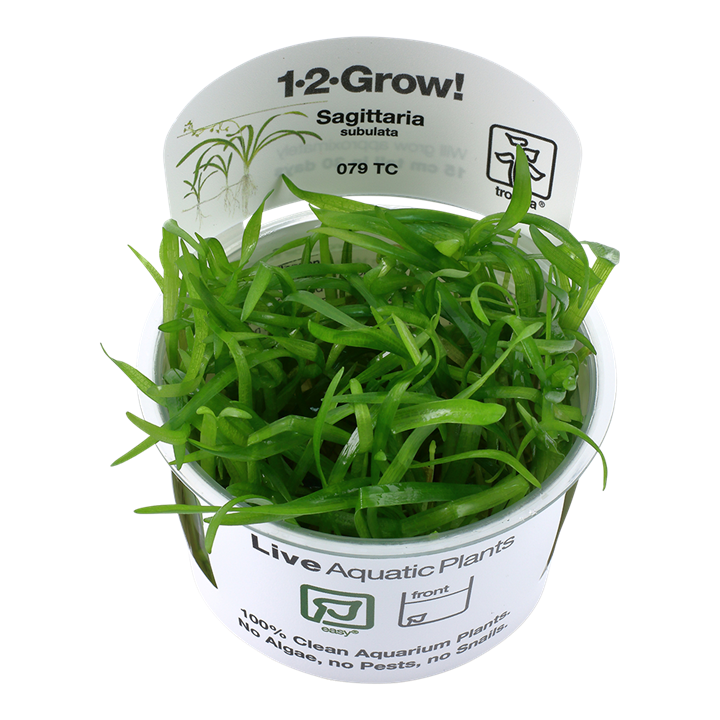 Sagittaria subulata 079 TC Tissue Culture by Tropica