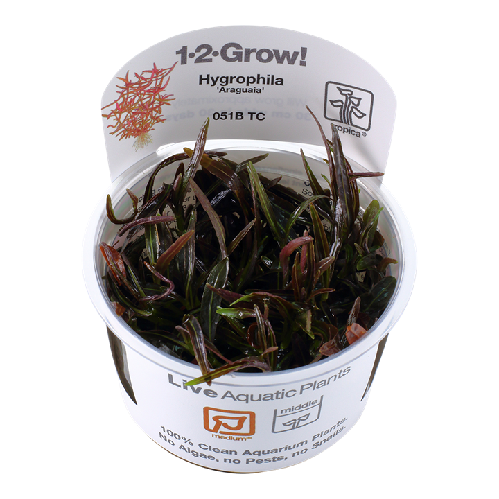 Hygrophila lancea 'Araguaia' Tissue Culture by Tropica For Sale