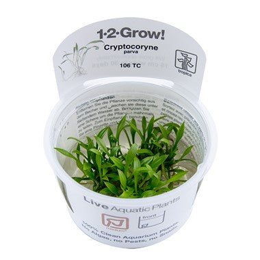 Tropica Cryptocoryne parva Tissue Culture in the Cup For Sale | Splashy Fish