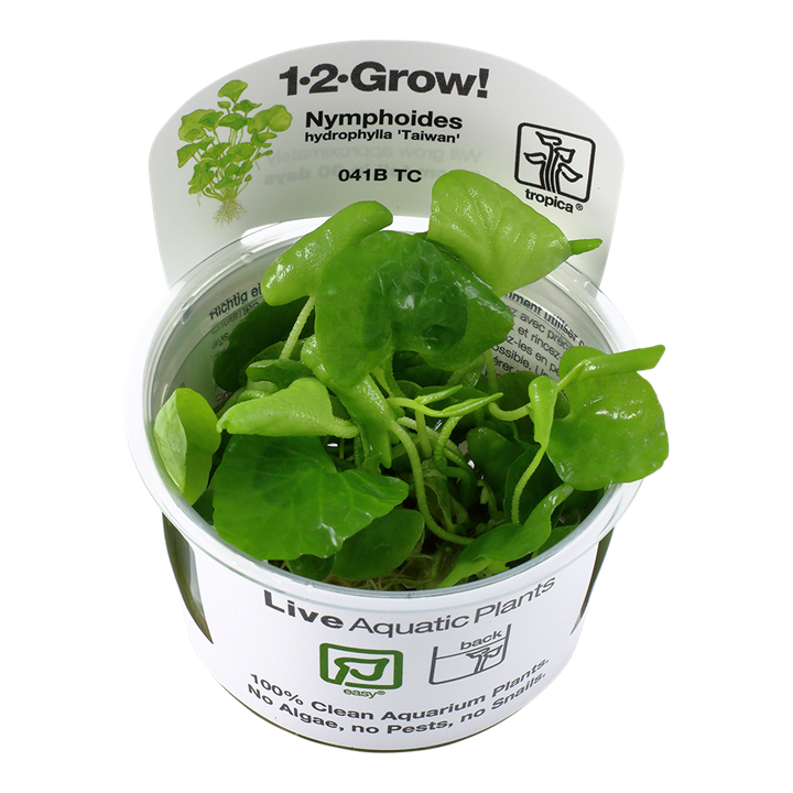 Nymphoides hydrophylla 'Taiwan' aquarium plants for sale