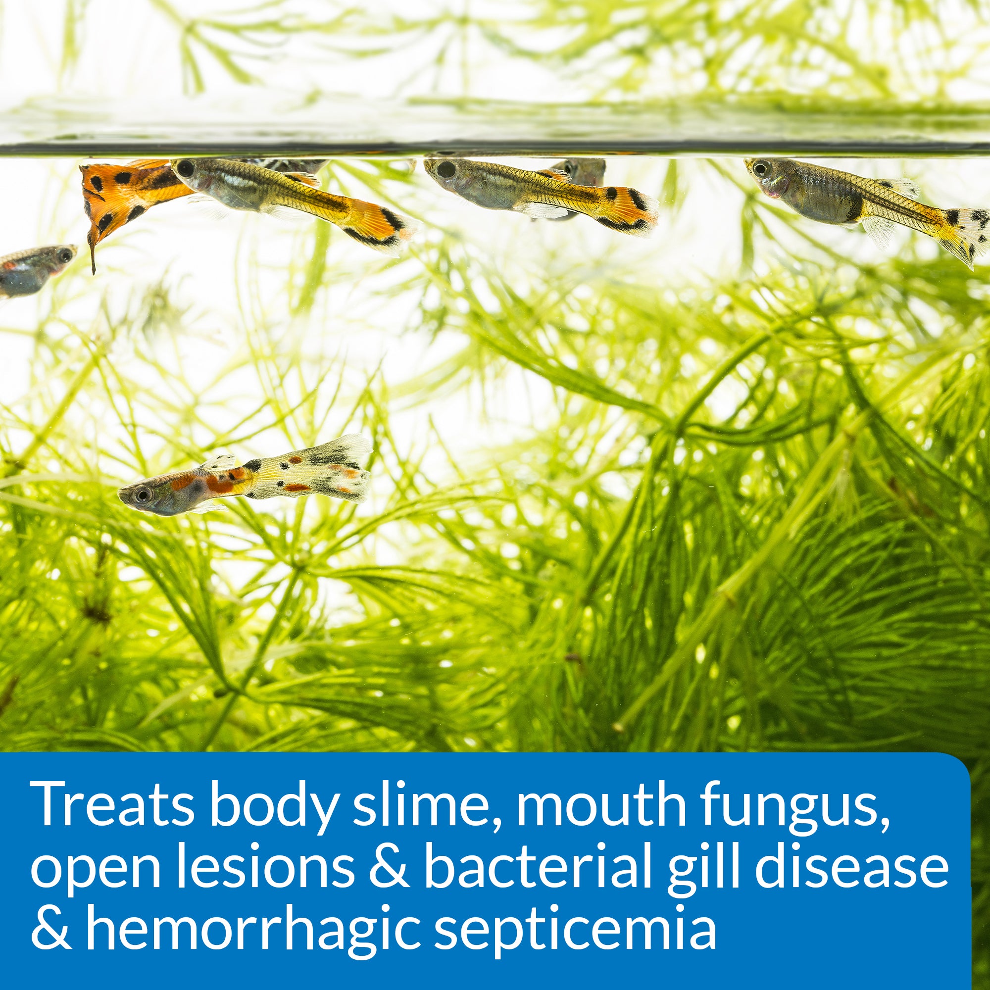API E.M. ERYTHROMYCIN Power | Freshwater Fish Tank Medication