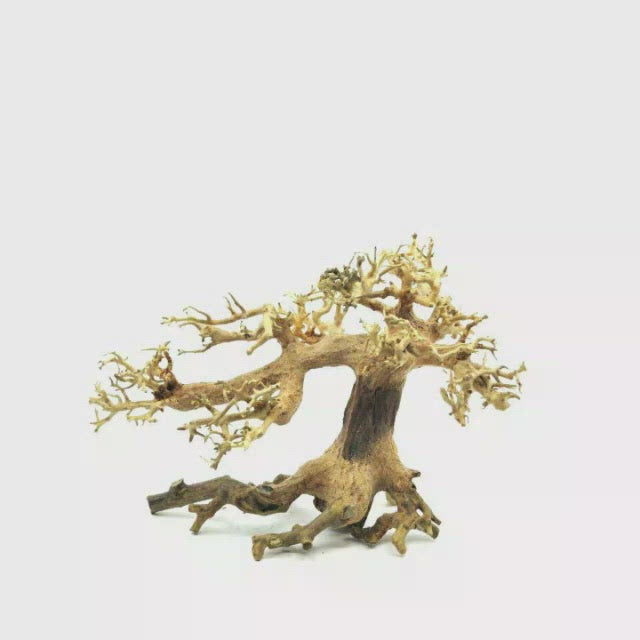 Bonsai Driftwood for Aquarium for sale | Aquascape Bonsai | aquarium wood for sale | aquarium wood types | aquascape decor