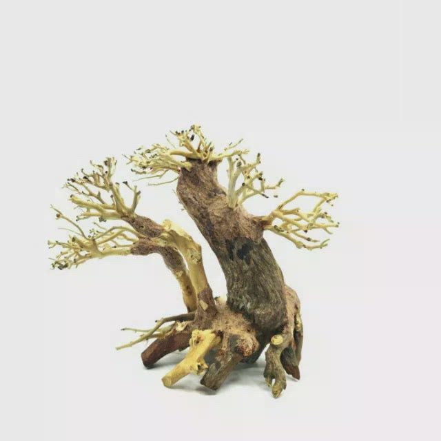 Aquarium Bonsai Tree | Aquarium Wood For Sale | bonsai driftwood aquascape | bonsai tree fish tank | bonsai driftwood tree