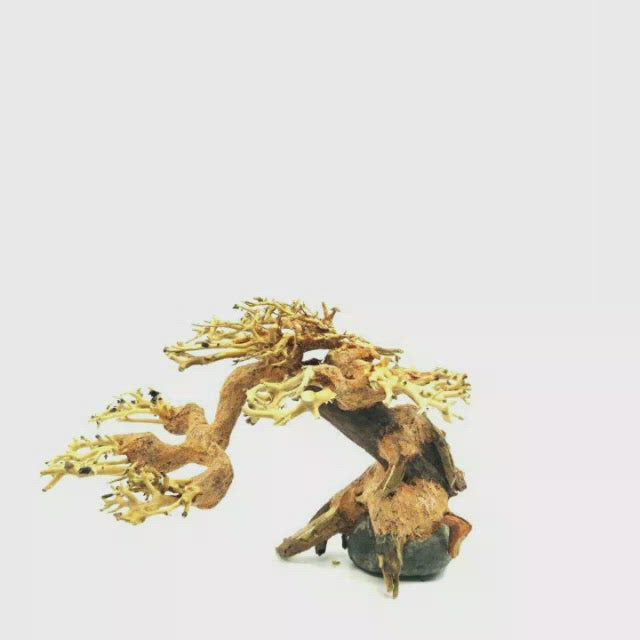 Aquarium Bonsai Tree | Aquarium Driftwood  | aquarium plants on driftwood for sale | aquarium real driftwood | aquarium root decoration | aquarium root wood