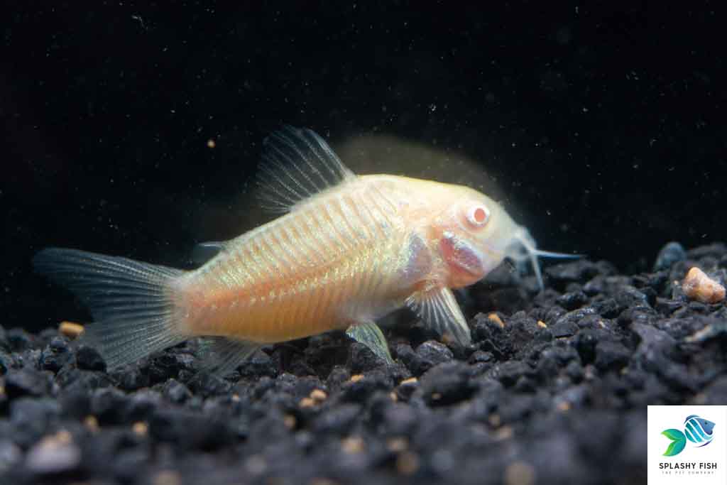 Albino Aeneus Corydoras Fish, Albino Cory Catfish for sale, albino corydoras for sale, albino cory fish, buy albino corydoras online, albino corydoras fish, albino corydoras for aquarium, albino cory catfish care, albino cory cat