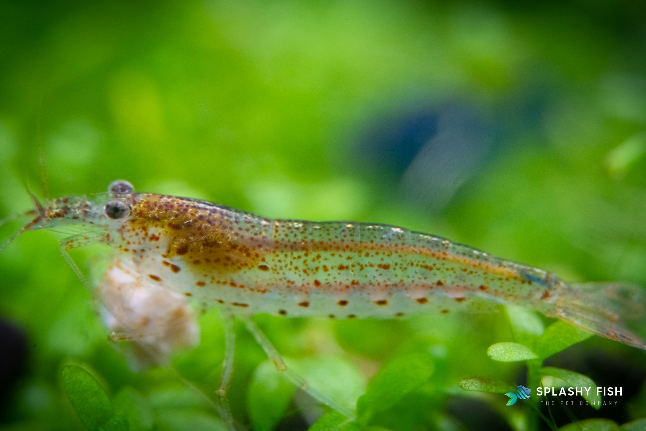 Amano Shrimp in the planted aquarium, amano shrimp for sale, amano freshwater shrimp, buy amano shrimp online, amano shrimp for sale near me, amano shrimp in aquarium, where to buy amano shrimp, amano shrimp, nano shrimp