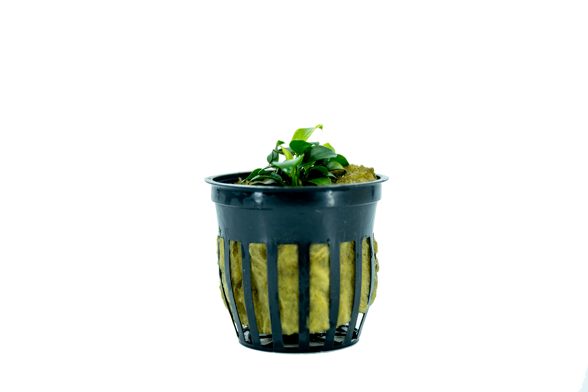 Anubias Nana Petite Pot Plant  | Anubias Nana Petite Aquarium plant | Live Aquarium plant | Aquatic live plant 