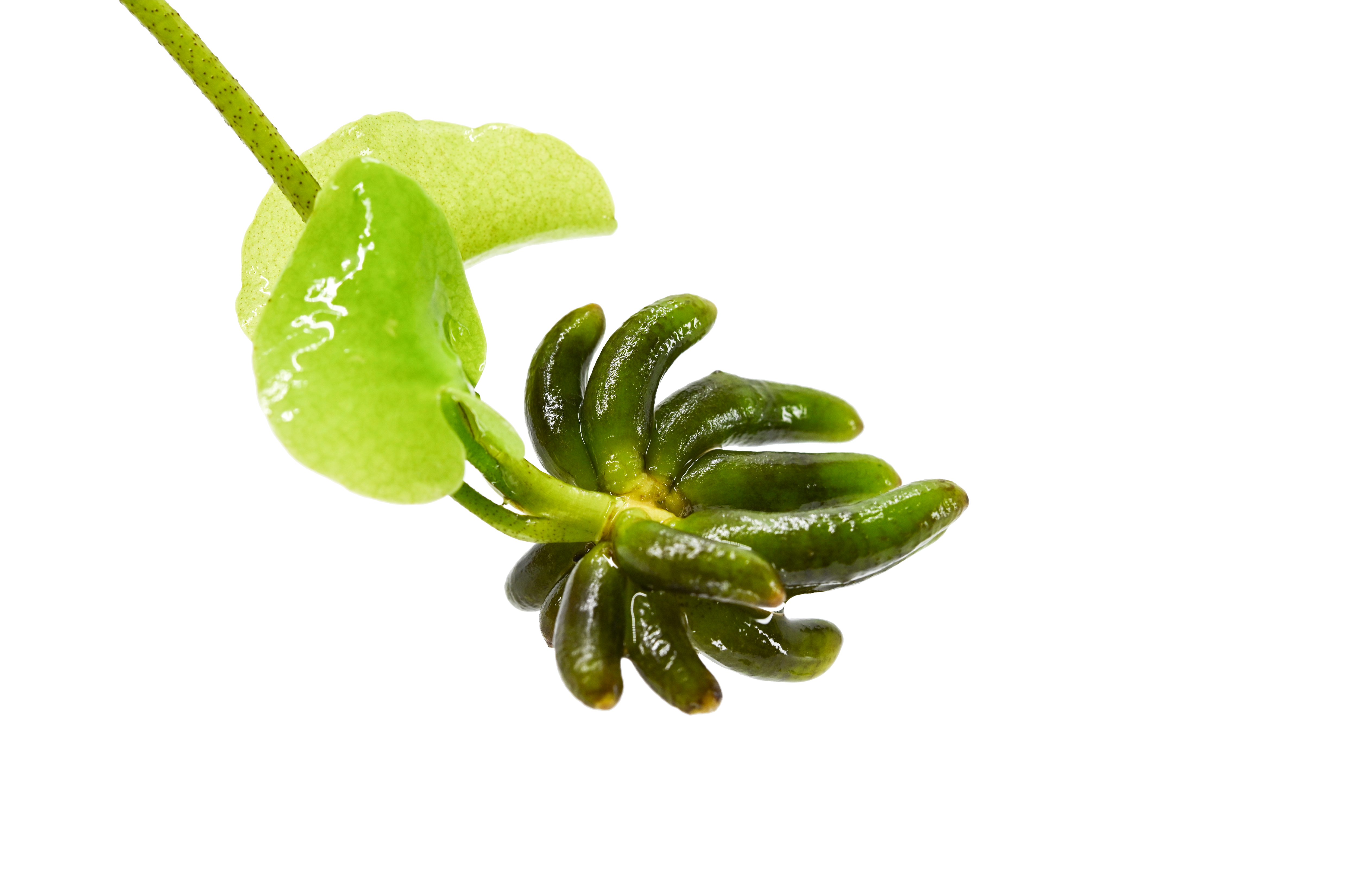 Banana Plants For Sales | Live Freshwater Aquarium Plants  | live plants for betta fish for sale