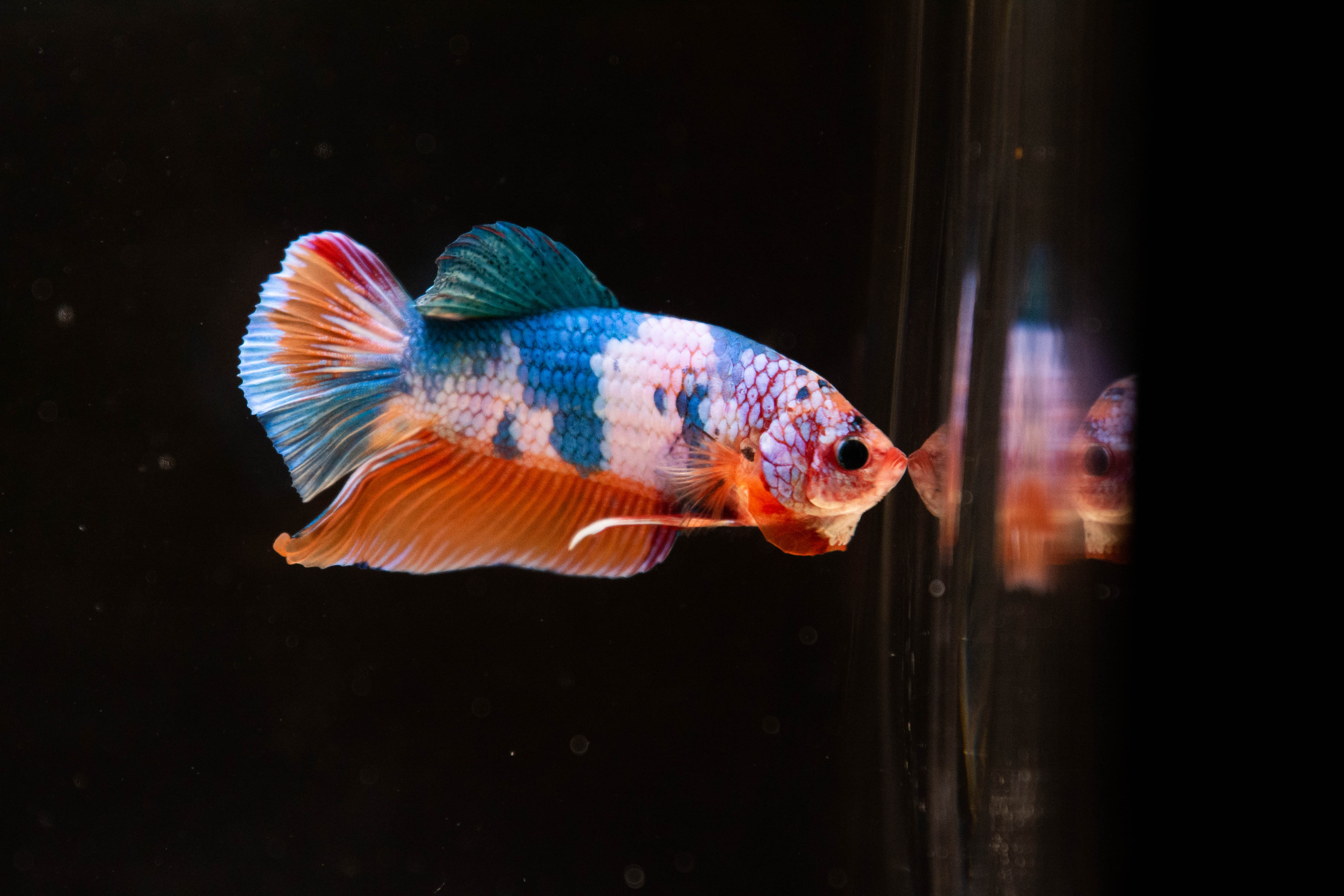 Halfmoon Plakat Betta Fish For Sale | Koi Betta Fish