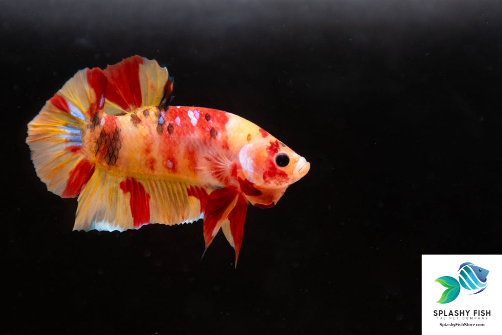 Koi Male Betta Fish For Sale | Freshwater Fish Tank