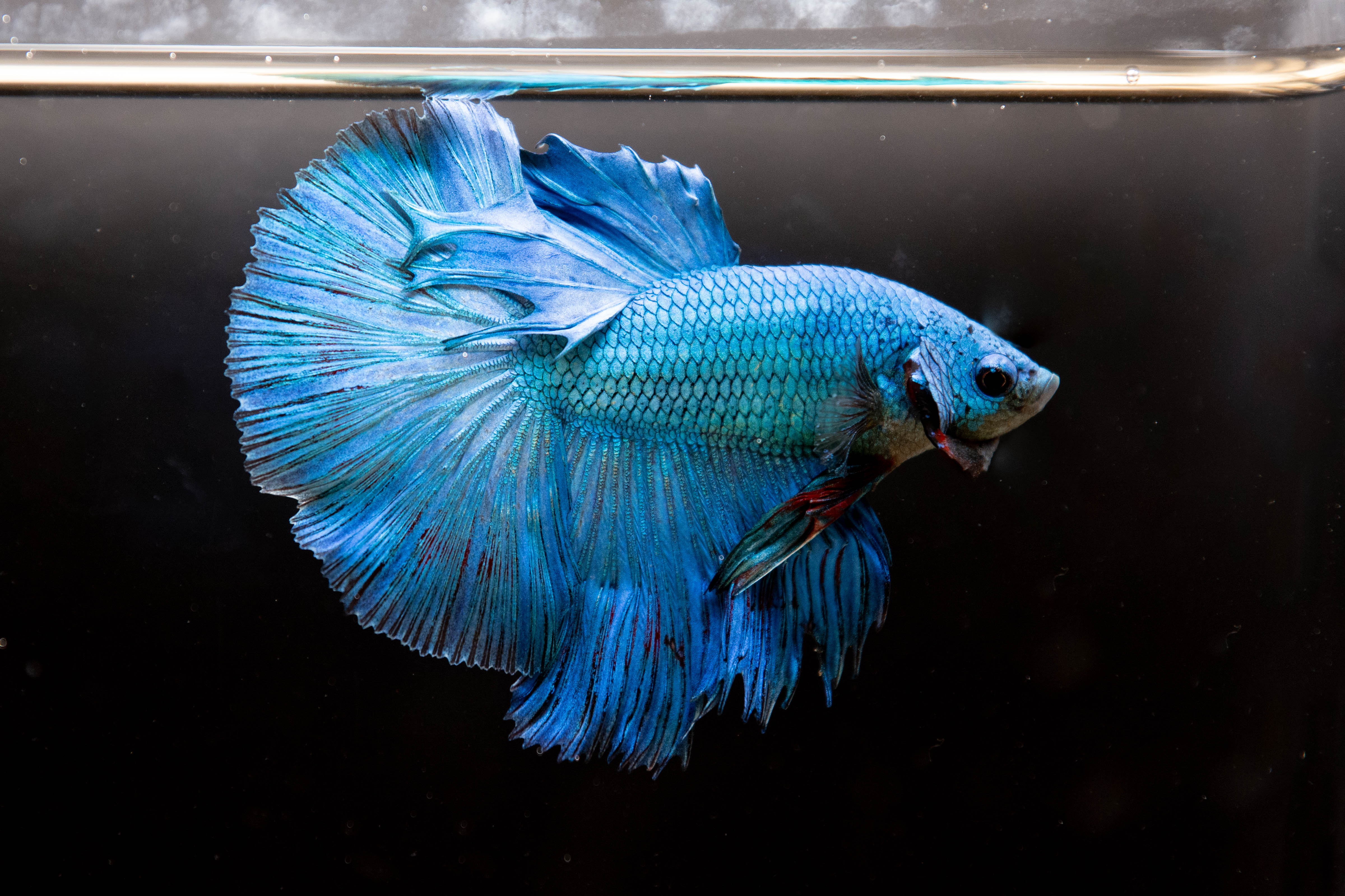 Super Blue Halfmoon Betta Fish