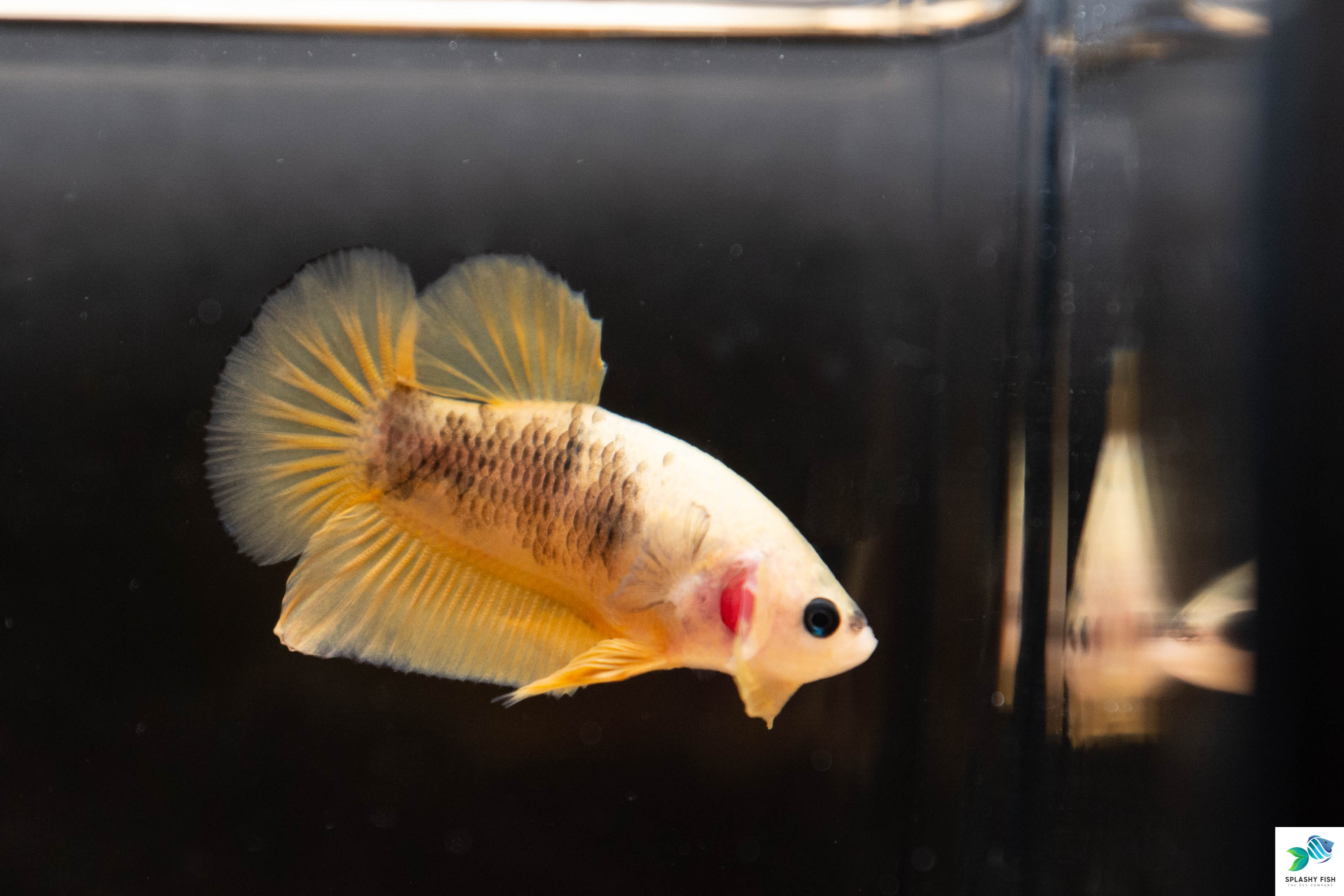 Male Betta Fish For Sale | Freshwater Aquarium Fish