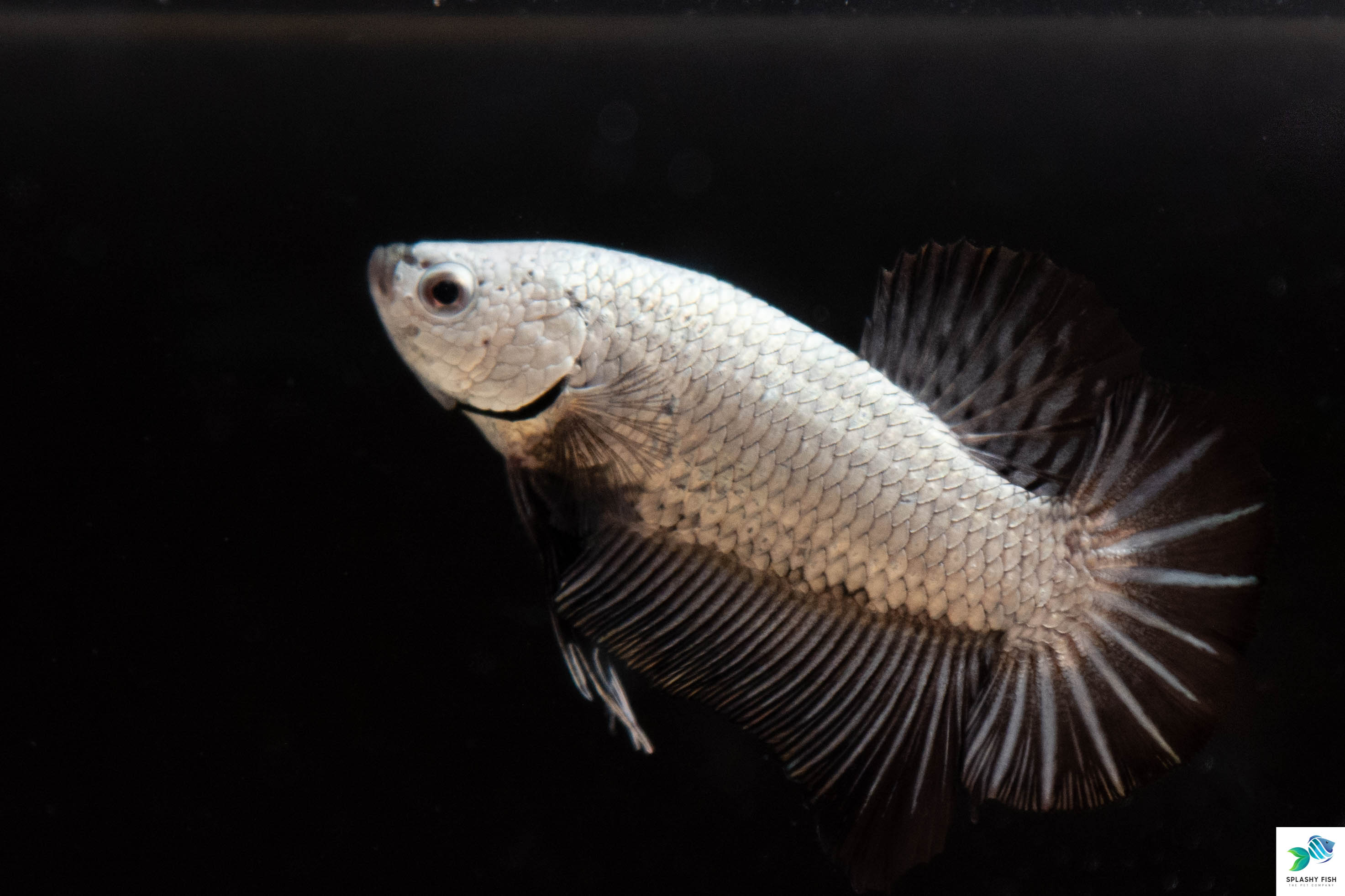 Black Halfmoon Plakat Betta Fish For Sale | Freshwater Aquarium Fish