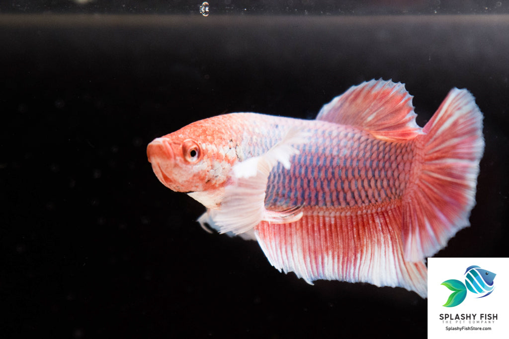 Lavender Dumbo Male Betta Fish For Sale