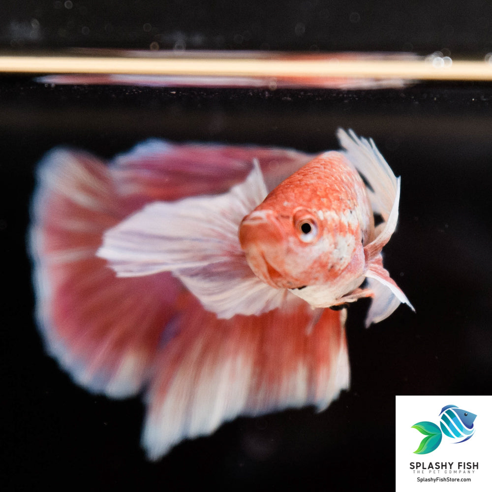 Lavender Dumbo Male Betta Fish For Sale | Splashy Fish