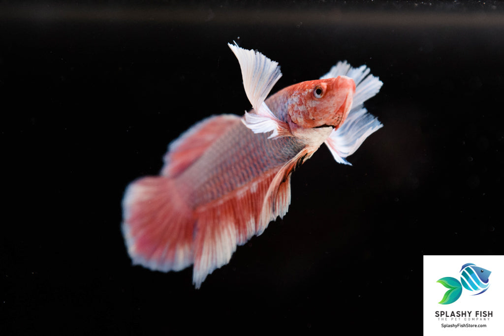 Lavender Dumbo Male Betta Fish For Sale| Big Ears
