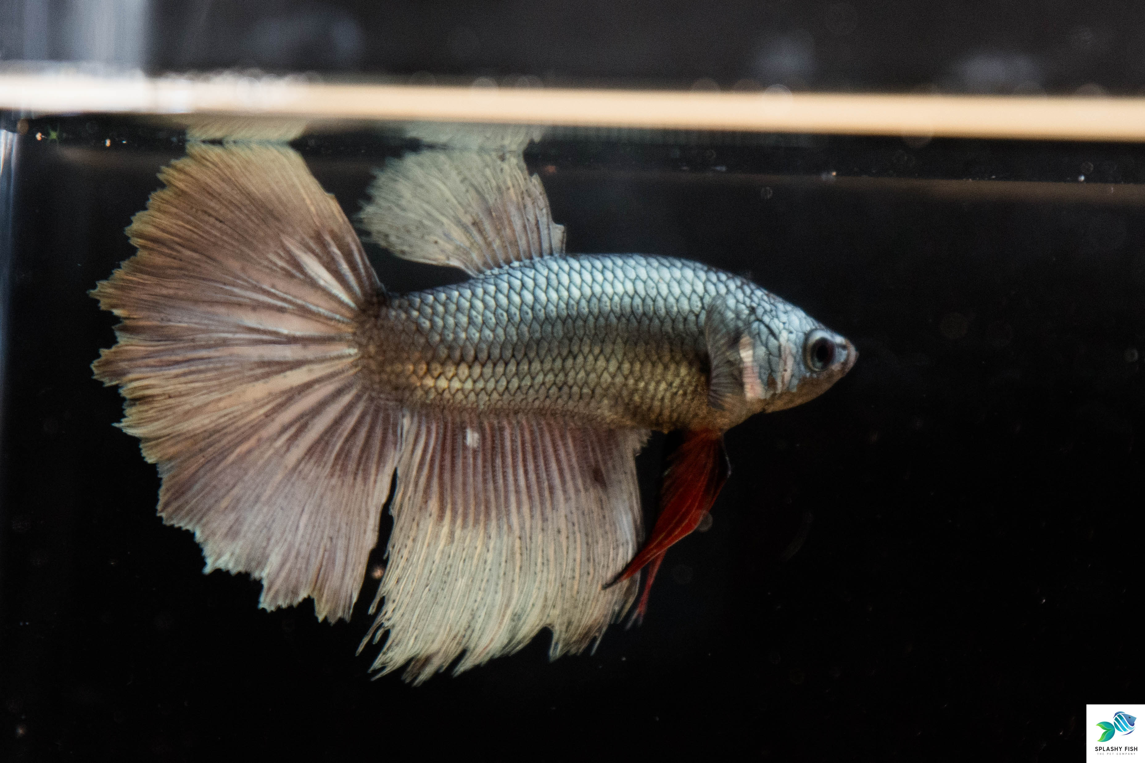 Damaged Halfmoon Betta Fish | Freshwater Aquarium Fish