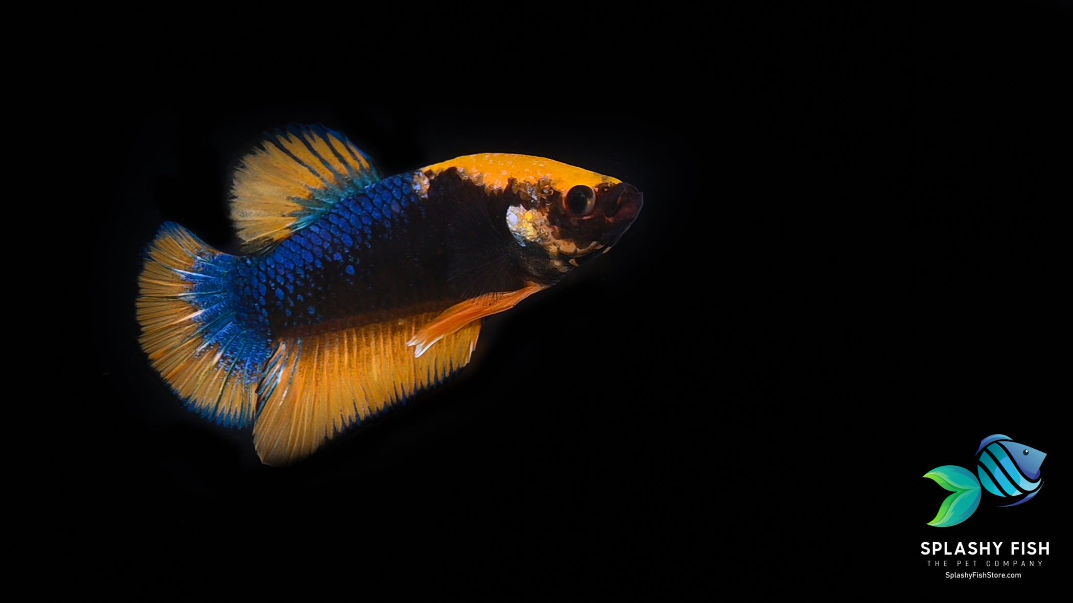 Yellow Fancy Halfmoon Plakat Betta Fish