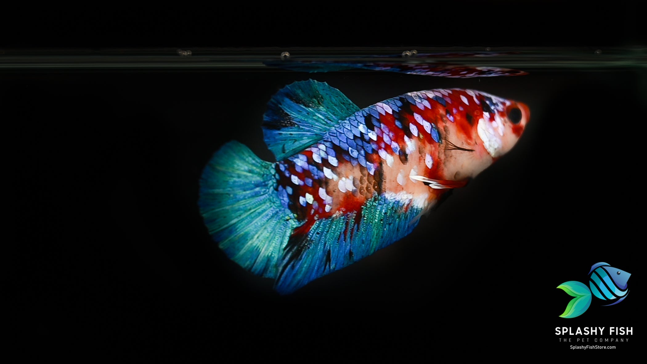 Koi Galaxy Halfmoon Plakat Betta Fish