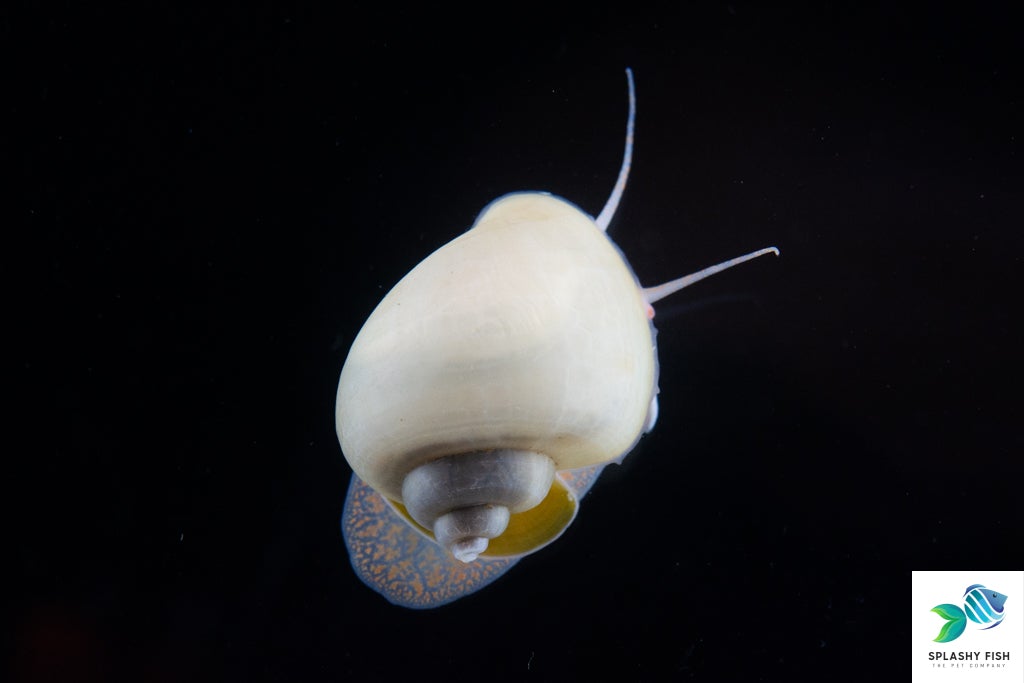Blue Mystery Snail for sale, Freshwater Aquarium Snail, freshwater snails for sale, aquarium snails for sale, mystery snails for sale