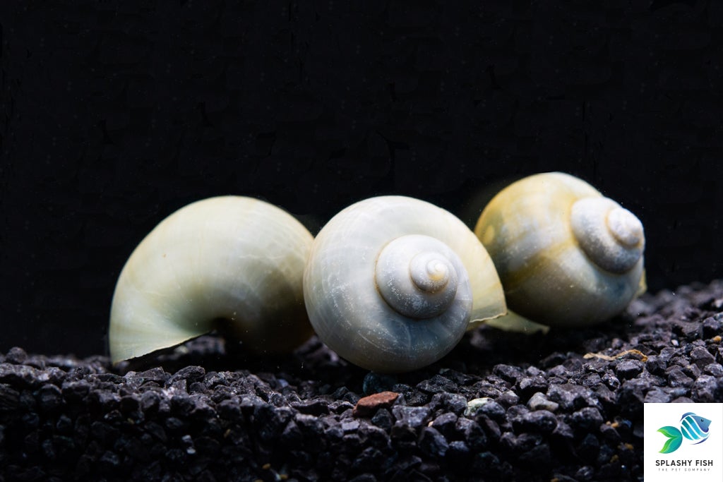 Blue Mystery Snail, Freshwater Snail, aquarium snails for sale, freshwater snails for sale, invertebrates for sale, mystery snails for sale, freshwater snails types, blue mystery snails for sale