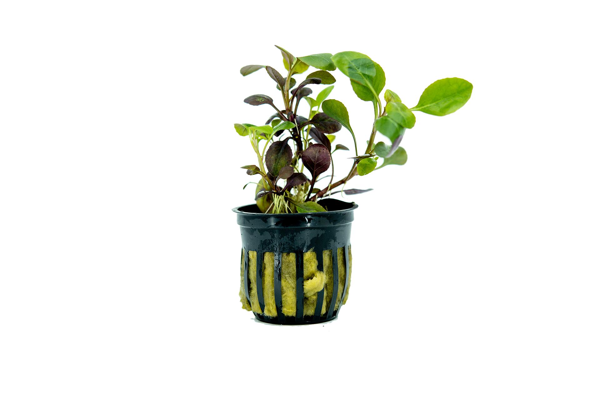 Cardinal Plant  | Live Aquarium Plant | Live Aquatic Plant  | Aquarium live plant