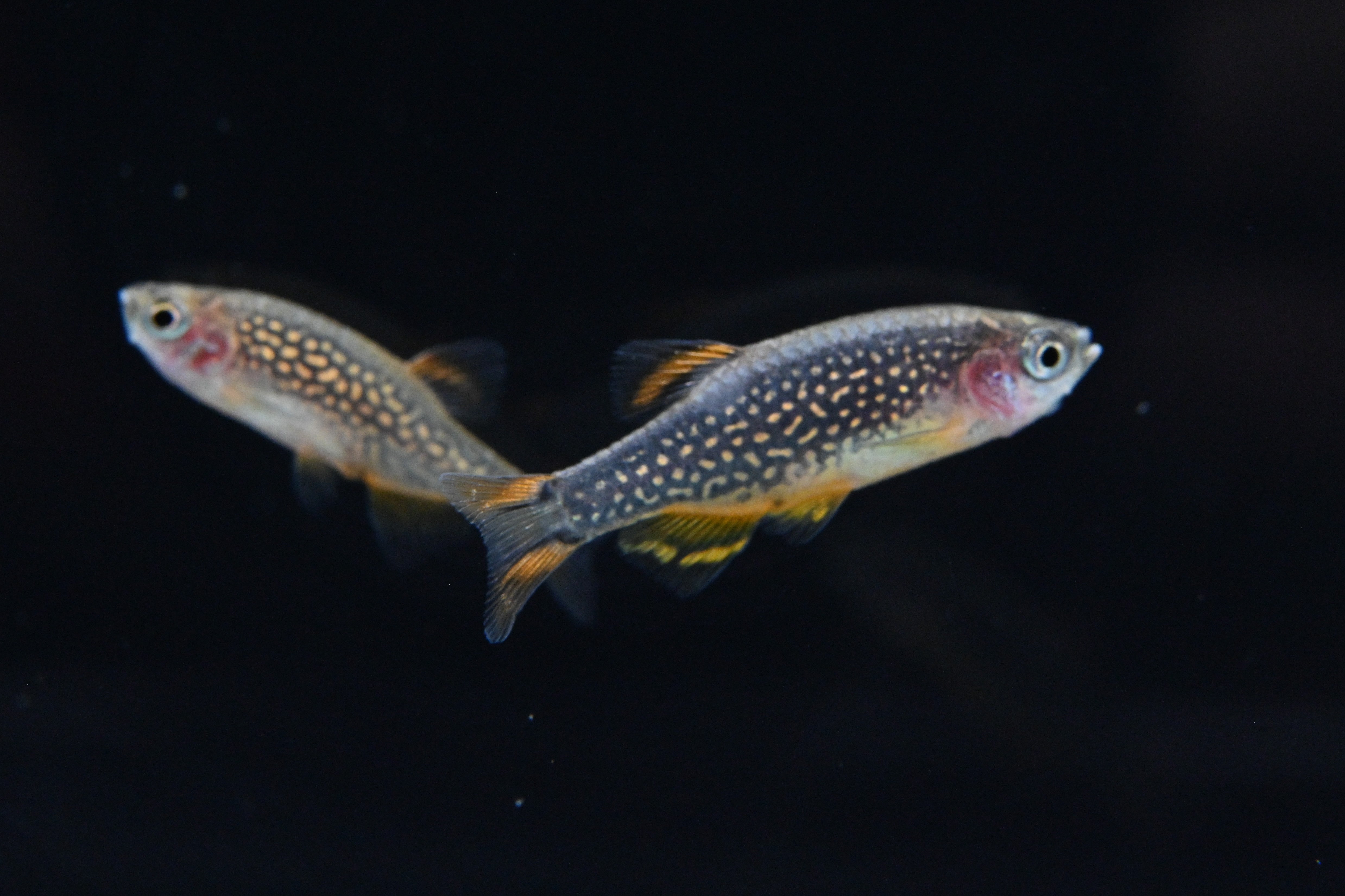 Celestial Pearl Danio For Sale | Live Tropical Freshwater Fish Tank | Splashy Fish